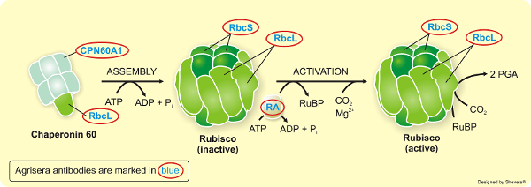 Agrisera專業經典RUBISCO/Carbon metabolism抗體