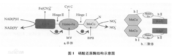 硝酸還原酶（NR）結構示意圖