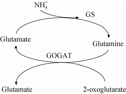 GS-GOGAT循環